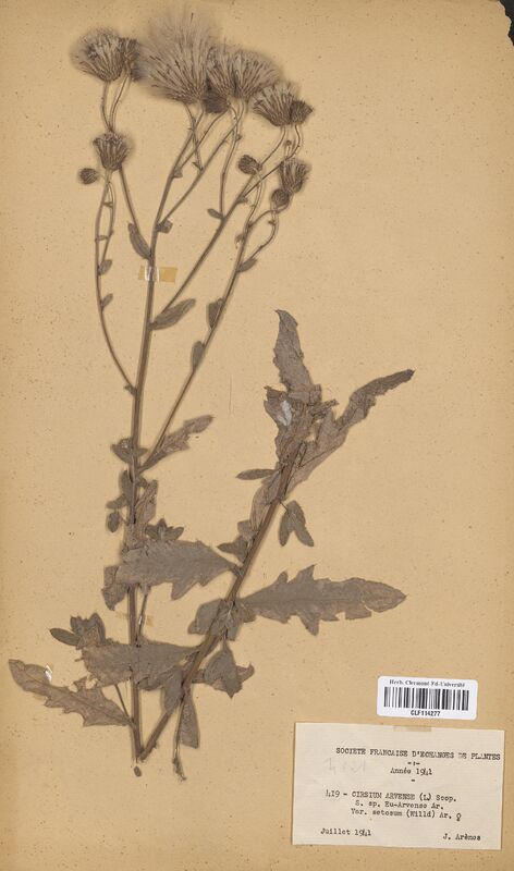 Cirsium arvense (Asteraceae)