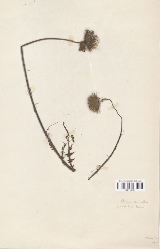 Cirsium carlinifolium (Asteraceae)
