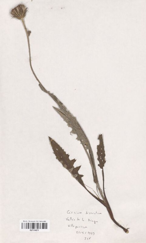 Cirsium dissectum (Asteraceae)