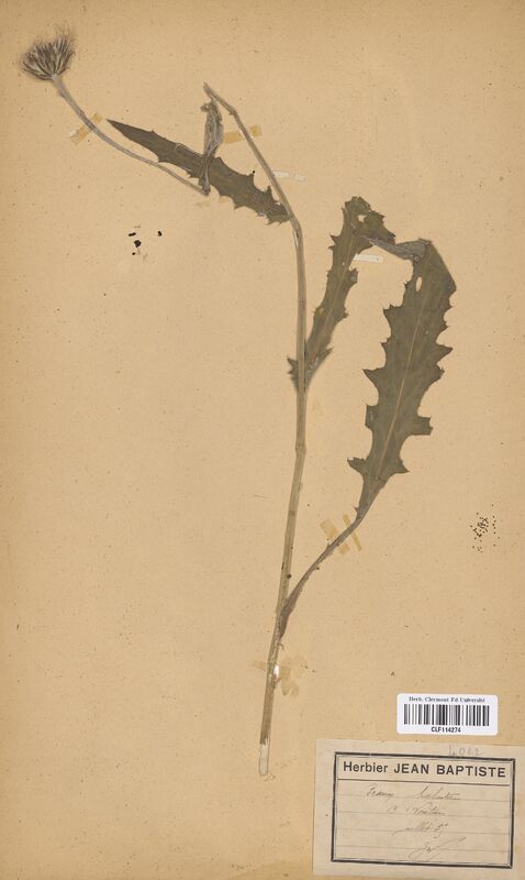 Cirsium palustre (Asteraceae)
