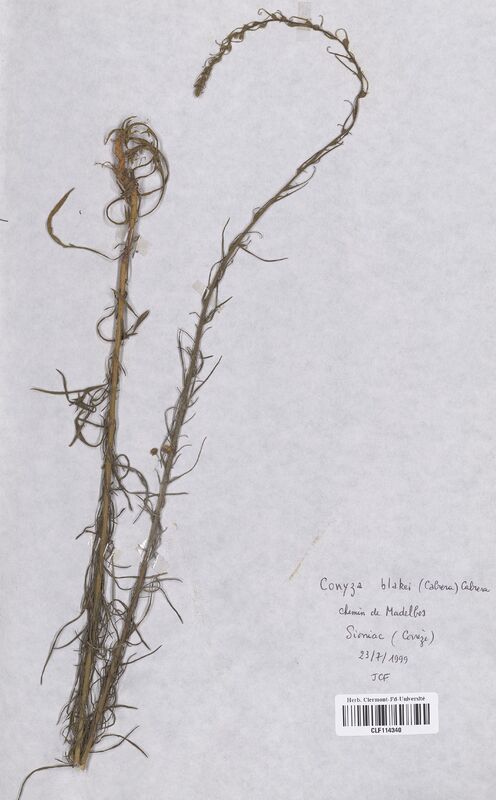 Conyza blakei (Asteraceae)