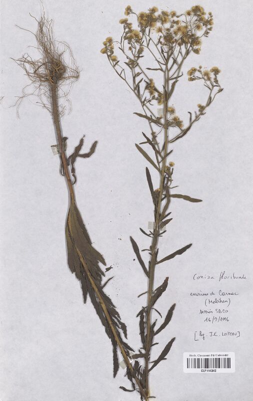 Conyza floribunda (Asteraceae)