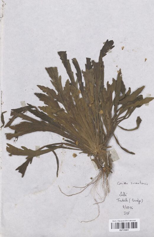 Conyza sumatrensis (Asteraceae)