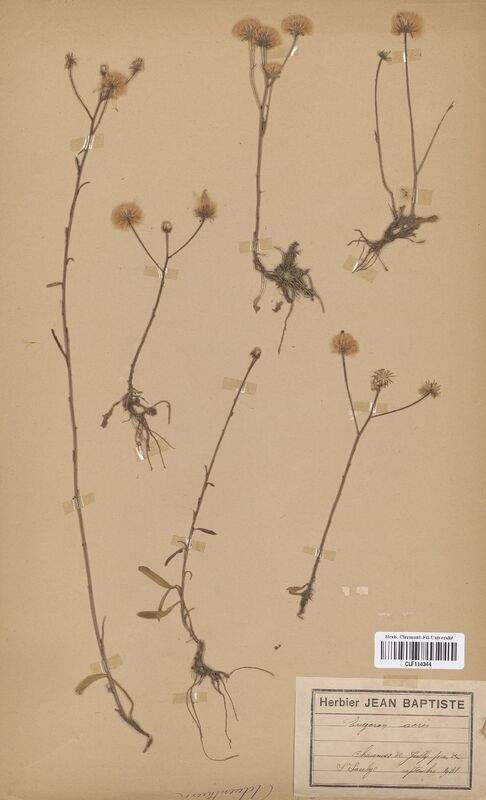 Erigeron acris (Asteraceae)