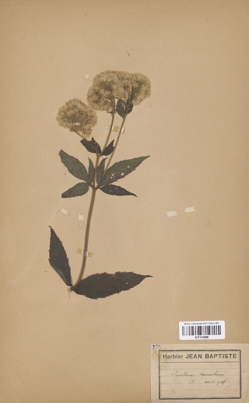 Eupatorium cannabinum (Asteraceae)