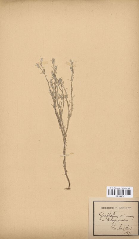 Filago minima (Asteraceae)