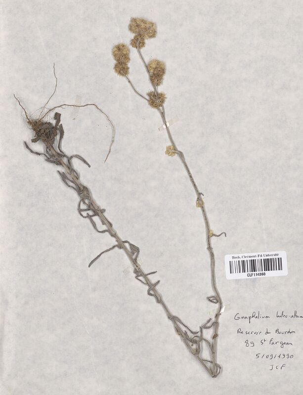 Gnaphalium luteo-album (Asteraceae)