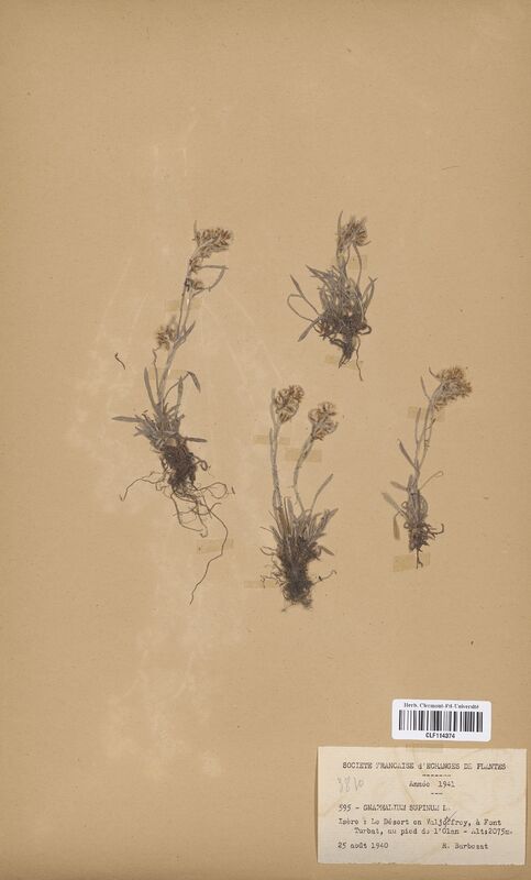 Gnaphalium supinum (Asteraceae)