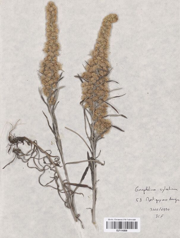 Gnaphalium sylvaticum (Asteraceae)