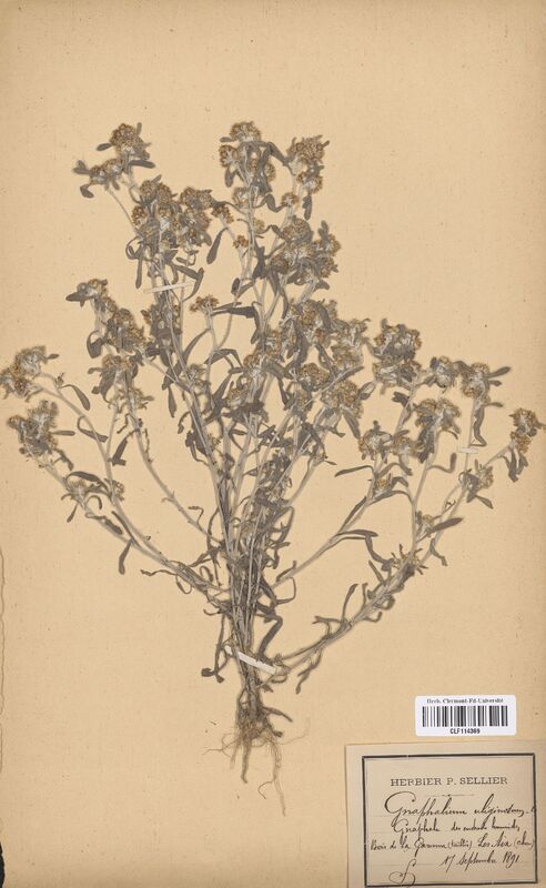 Gnaphalium uliginosum (Asteraceae)