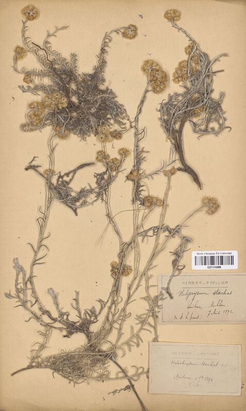 Helichrysum stoechas (Asteraceae)
