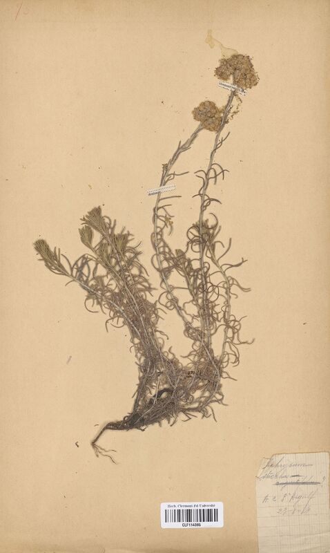 Helichrysum stoechas (Asteraceae)