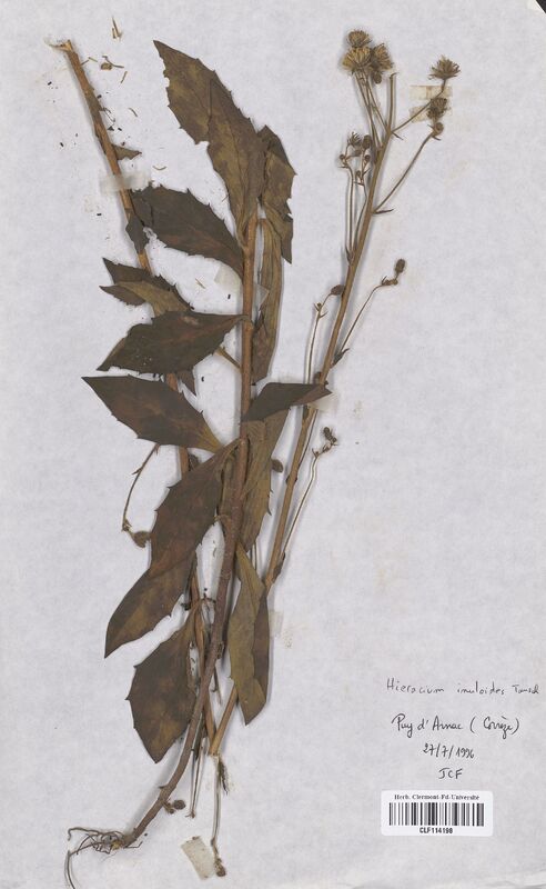 Hieracium inuloides (Asteraceae)