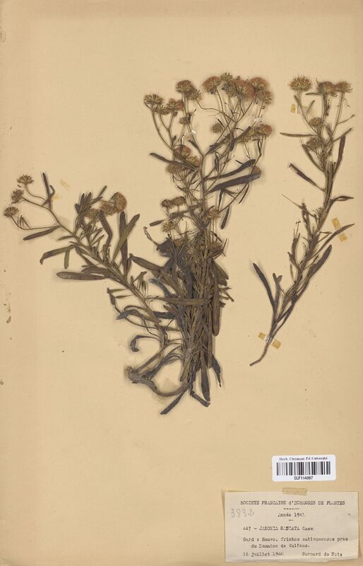 Jasonia radiata (Asteraceae)