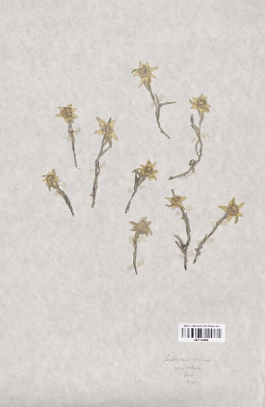 Leontopodium alpinum (Asteraceae)