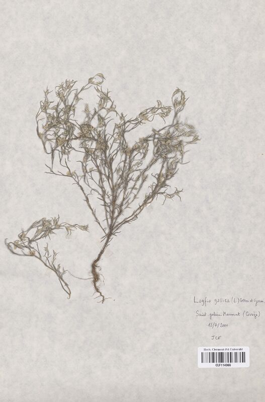 Logfia gallica (Asteraceae)
