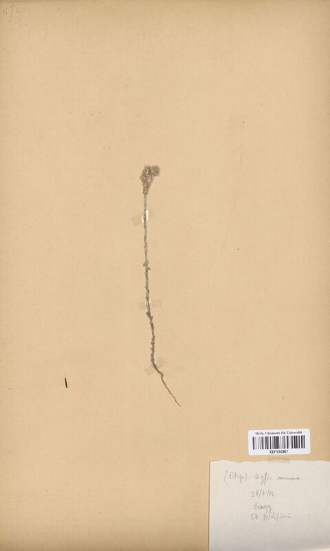 Logfia minima (Asteraceae)