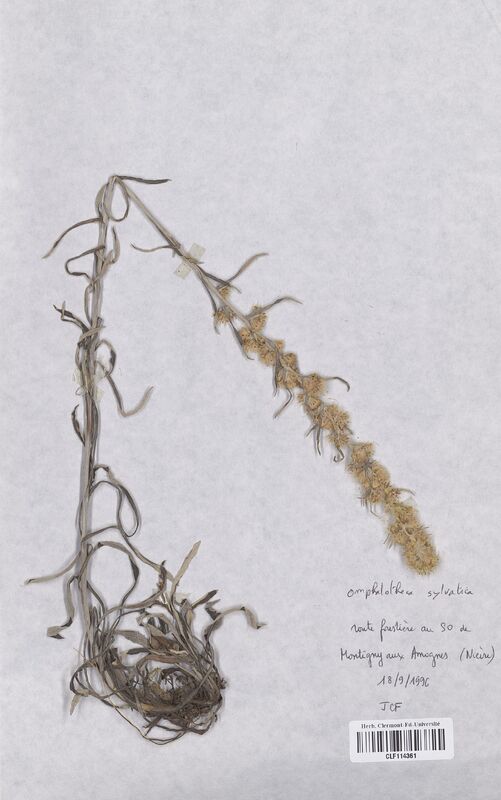 Omphalotheca sylvatica (Asteraceae)
