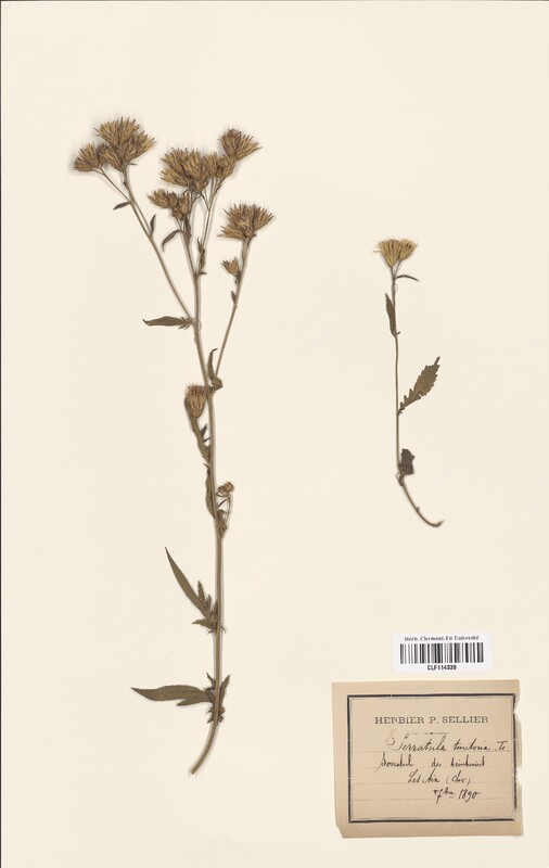 Serratula tinctoria (Asteraceae)