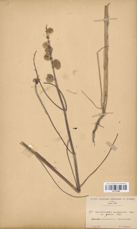 Alectorolophus grandiflorus (Scrophulariaceae)