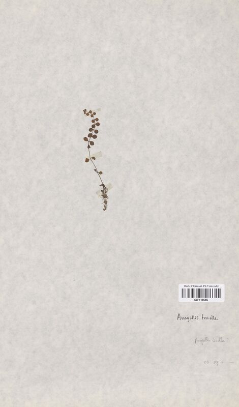 Anagallis tenella (Scrophulariaceae)