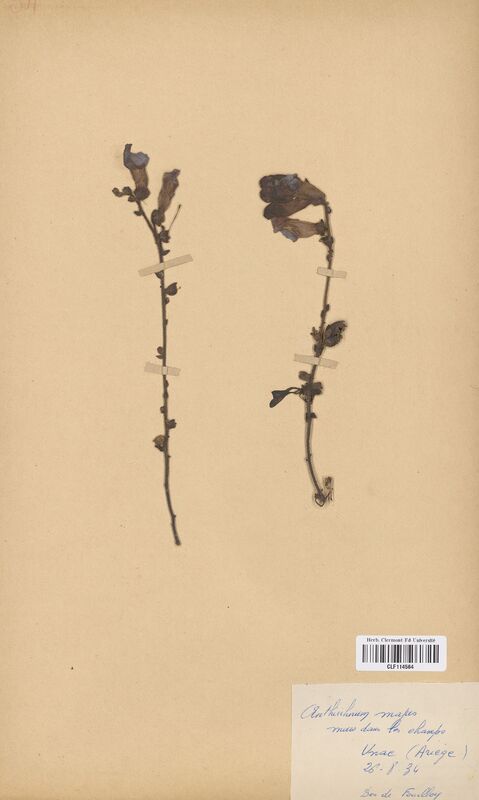 Antirrhinum majus (Scrophulariaceae)