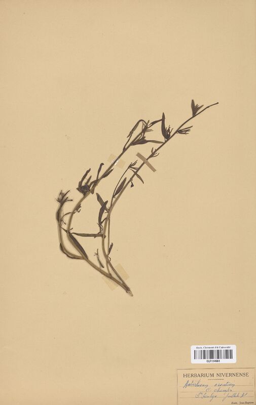 Antirrhinum orontium (Scrophulariaceae)
