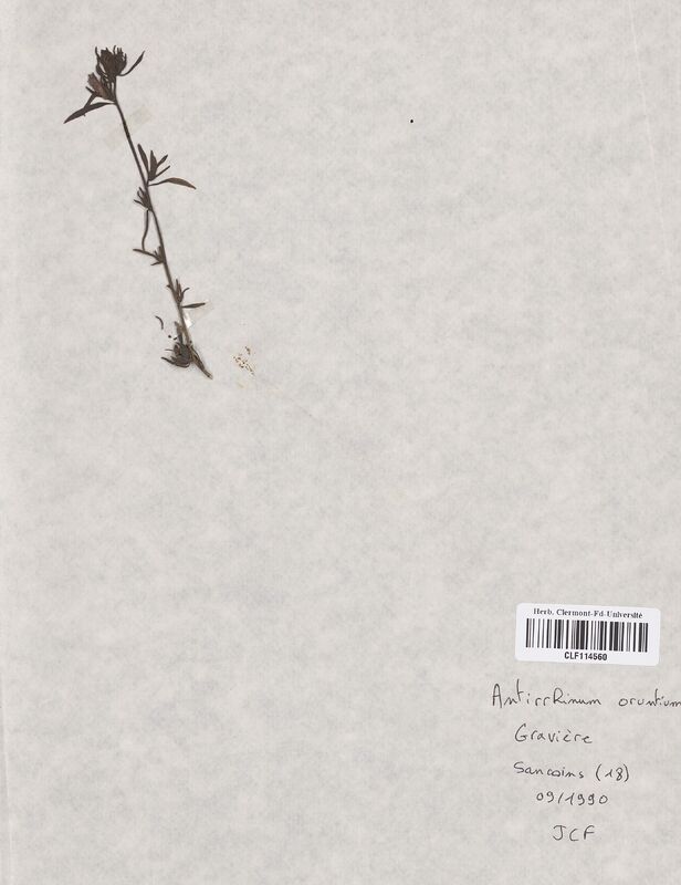 Antirrhinum orontium (Scrophulariaceae)
