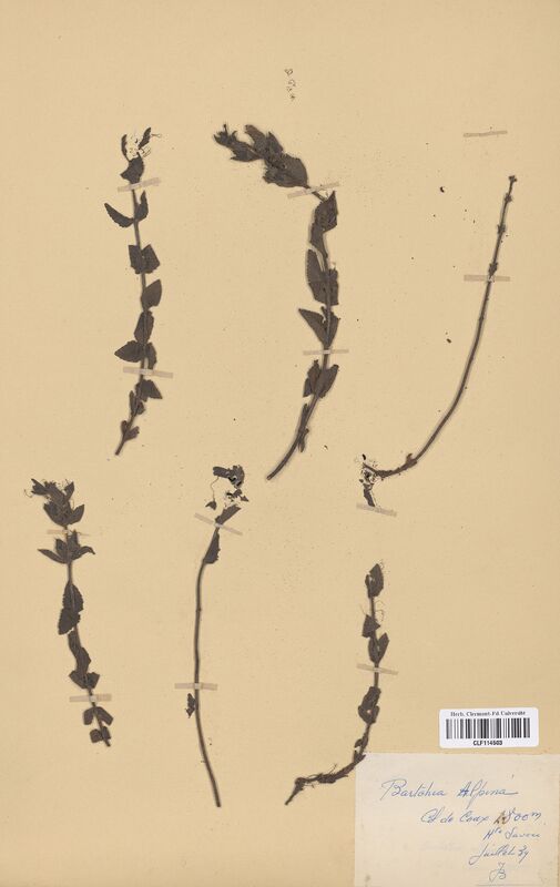 Bartsia alpina (Scrophulariaceae)