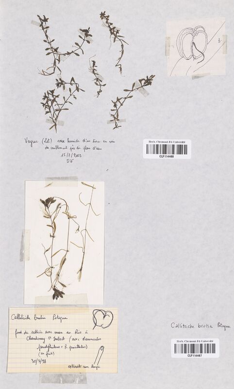 Callitriche brutia (Callitrichaceae)