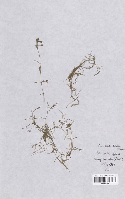 Callitriche brutia (Callitrichaceae)
