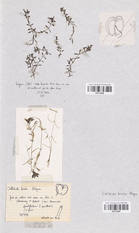 Callitriche brutia (Callitrichaceae)