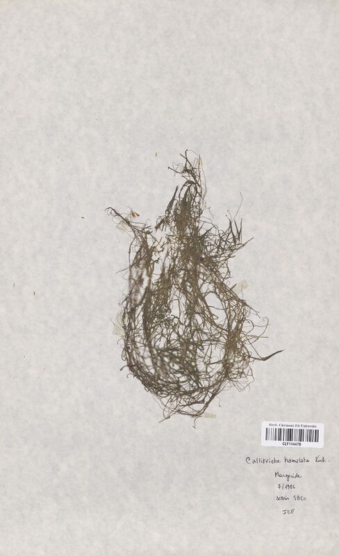 Callitriche hamulata (Callitrichaceae)