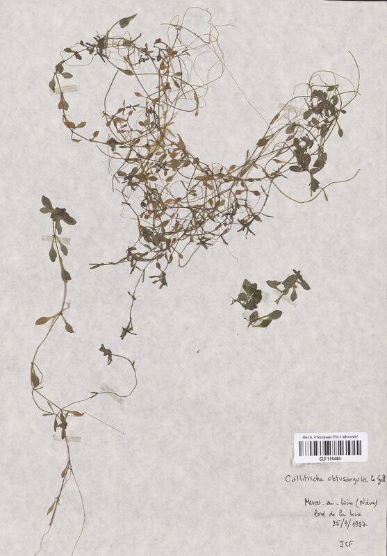 Callitriche obtusangula (Callitrichaceae)