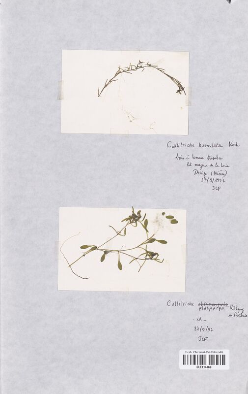 Callitriche platycarpa (Callitrichaceae)