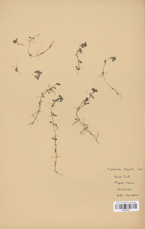 Callitriche stagnalis (Callitrichaceae)