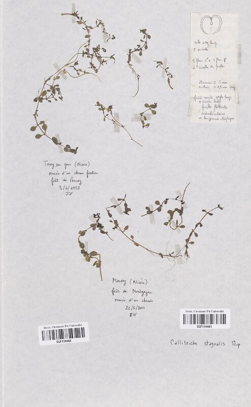 Callitriche stagnalis (Callitrichaceae)