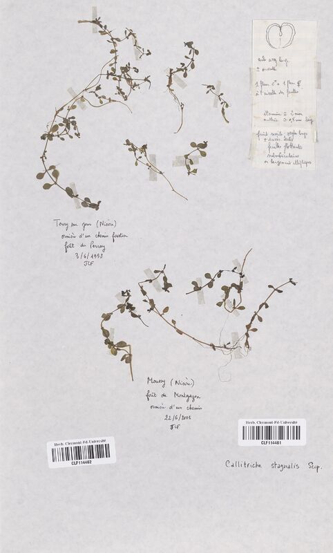 Callitriche stagnalis (Callitrichaceae)