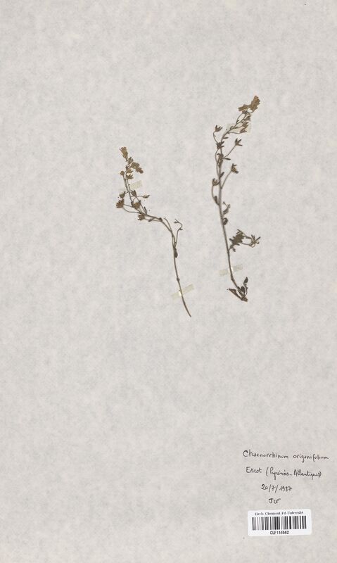 Chaenorrhinum origanifolium (Scrophulariaceae)