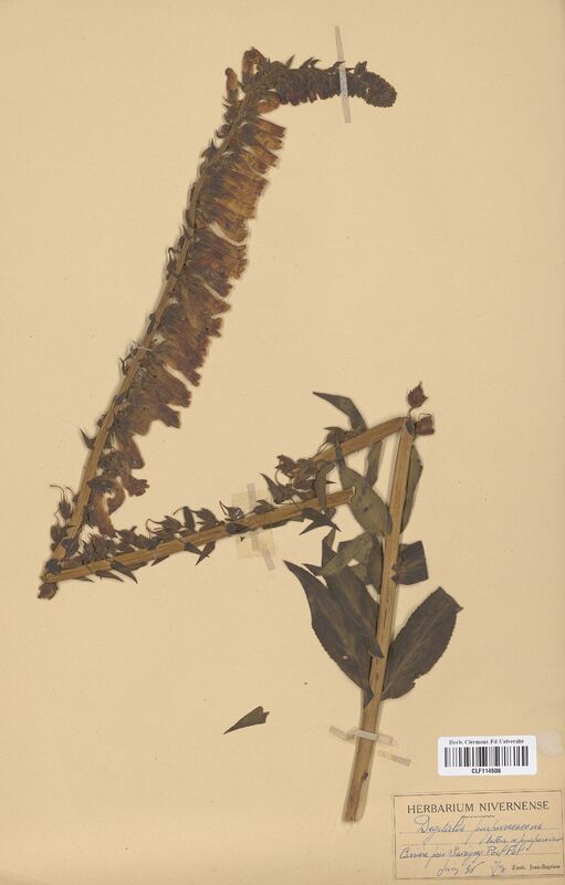 Digitalis purpurascens (Scrophulariaceae)