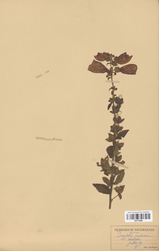 Digitalis purpurea (Scrophulariaceae)
