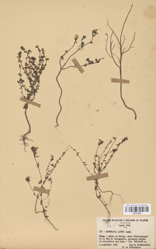 Euphrasia alpina (Scrophulariaceae)
