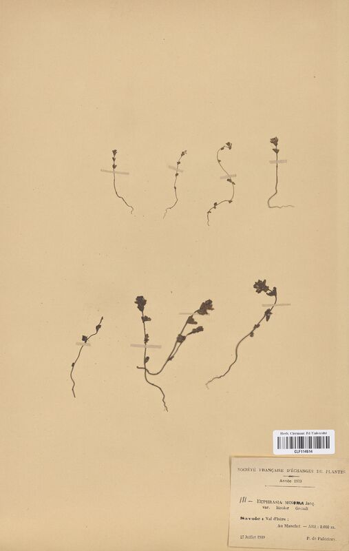 Euphrasia minima (Scrophulariaceae)