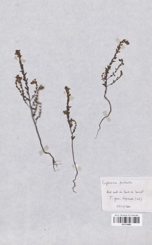 Euphrasia pectinata (Scrophulariaceae)
