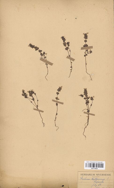 Euphrasia rostkoviana (Scrophulariaceae)