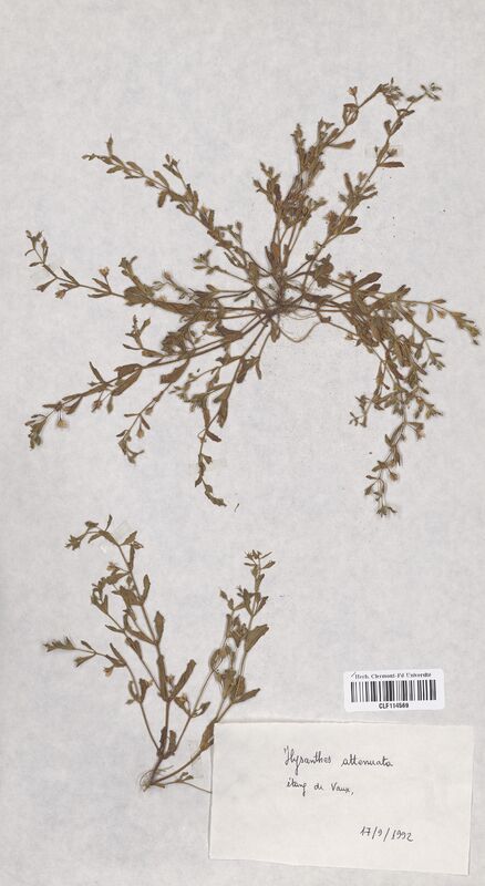 Ilysanthes attenuata (Linderniacees)