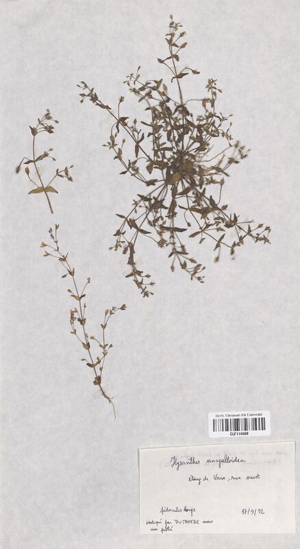 Ilysanthes anagalloidea (Linderniacees)