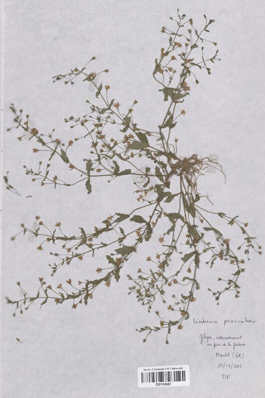 Lindernia procumbens (Linderniacees)