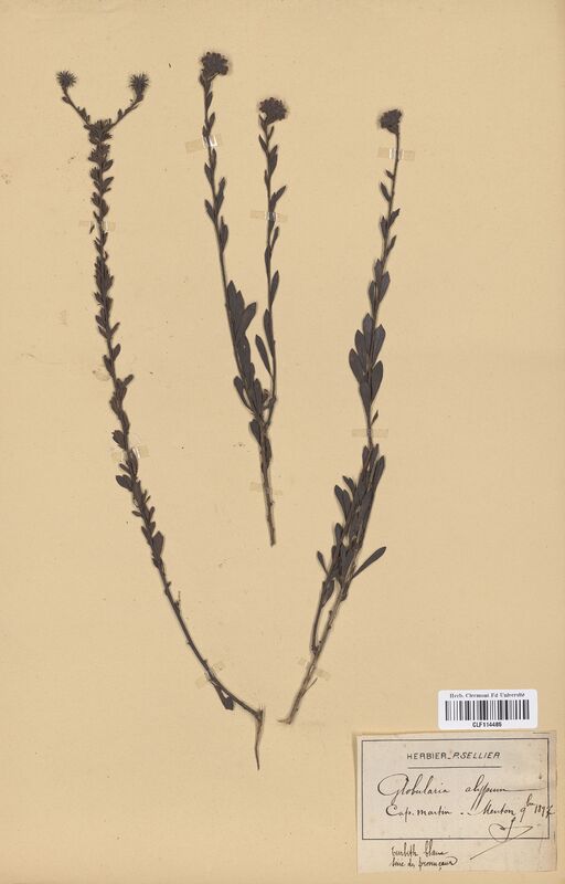 Globularia alpinum (Globulariaceae)