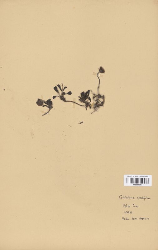 Globularia cordifolia (Globulariaceae)